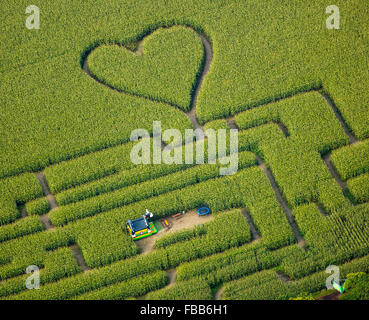 Vista aerea, cuore nel campo di grano, mais labirinto in un cornfield in Herten, percorsi nel campo di grano, cuore verde, forma di cuore, Foto Stock