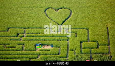 Vista aerea, cuore nel campo di grano, mais labirinto in un cornfield in Herten, percorsi nel campo di grano, cuore verde, forma di cuore, Foto Stock