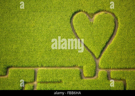 Vista aerea, cuore nel campo di grano, mais labirinto in un cornfield in Herten, percorsi nel campo di grano, cuore verde, forma di cuore, Foto Stock