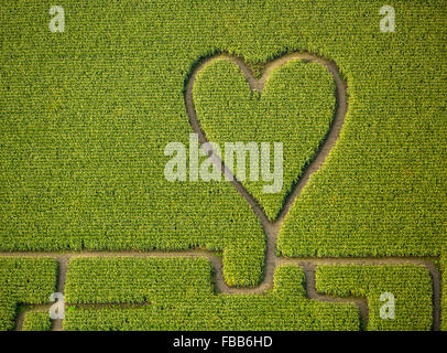 Vista aerea, cuore nel campo di grano, mais labirinto in un cornfield in Herten, percorsi nel campo di grano, cuore verde, forma di cuore, Foto Stock