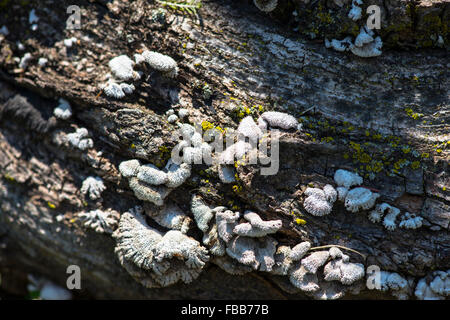 Un ignoto funghi che crescono su di un registro di caduti nella foresta con macchie di luce solare Foto Stock