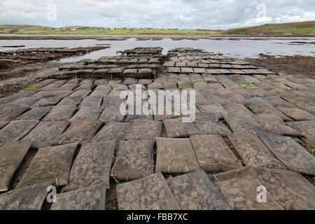 L'allevamento delle ostriche in Loughros baia vicino a Ardara, County Donegal, Irlanda Foto Stock