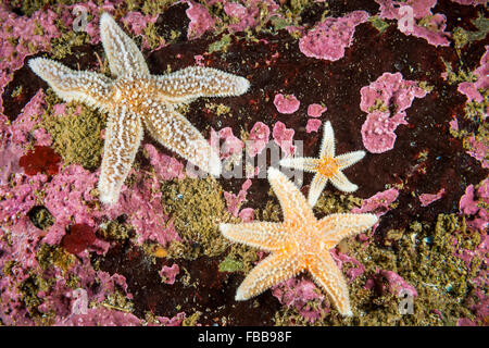 Starfish comune sott'acqua nel Golfo di San Lorenzo. Foto Stock