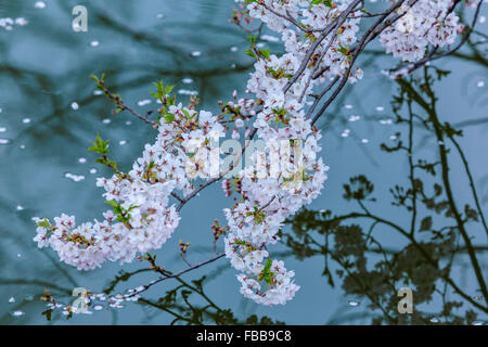 Fiori Ciliegio al castello di Takada in Giappone Foto Stock