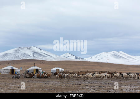 Mongolia, provincia di Arkhangai, nomade, capre cashmere, pettine, lana,  pelo di capra, cashmere Foto stock - Alamy