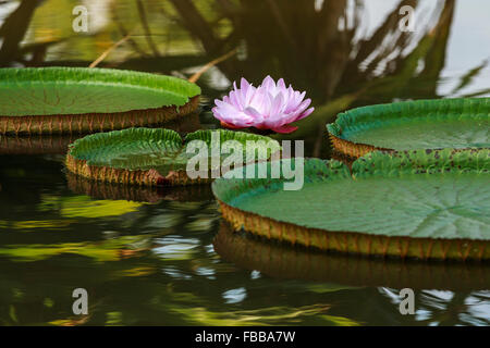 Lotus ninfee galleggianti in stagno Foto Stock