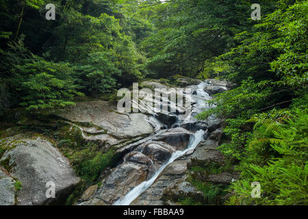 Shiratani Unsuikyo burrone,Yakushima,Kagoshima,Giappone Foto Stock