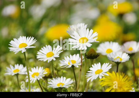 Loewenzahn und Gaensebluemchen - tarassaco e daisy 06 Foto Stock