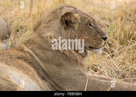 Giovane maschio leone africano (Panthera leo), giacente in erba lunga, Okavango Delta, Botswana, Africa Foto Stock