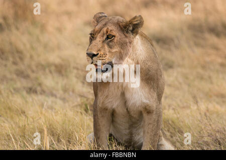 Femmina di leone africano (Panthera leo), seduta in erba lunga, Okavango Delta, Botswana, Africa Foto Stock