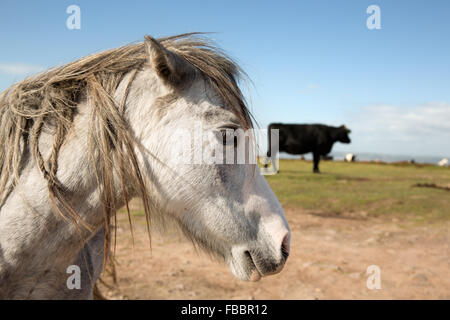 Cavalli selvaggi Foto Stock