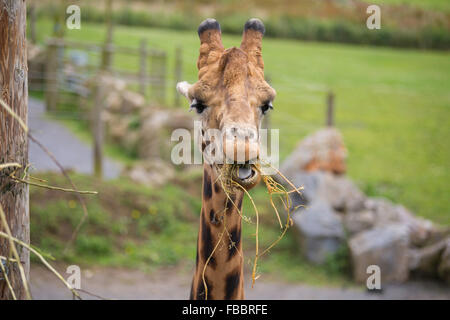 Una giraffa di erba da masticare Foto Stock