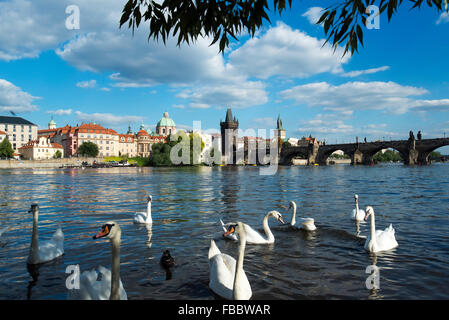 Cigni sul fiume Vitava dal piccolo quartiere guardando Ponte Carlo e dalla Città Vecchia di Praga, Repubblica Ceca Foto Stock