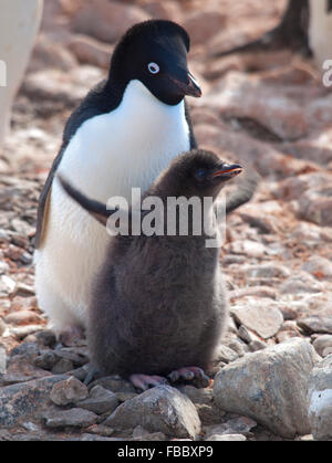 Adelie penguin genitore e pulcino, Penisola Antartica Foto Stock