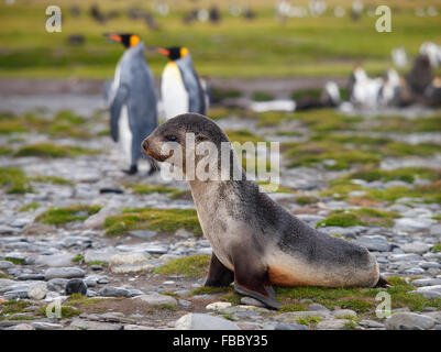 Baby pelliccia sigillo, Georgia del Sud Salisbury Plain Foto Stock