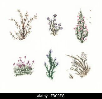 Bellissimo set da favola di coloratissimi fiori ad acquerello. SET 1 Foto Stock