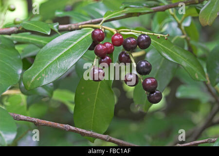 Cherry Laurel, frutta, Kirschlorbeer, Lorbeerkirsche, Kirsch-Lorbeer, Lorbeer-Kirsche, Früchte, Prunus laurocerasus Foto Stock