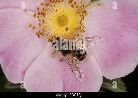 Minor drone fly, hoverfly, Kleine Bienen-Schwebfliege, Kleine Bienenschwebfliege, Eristalis arbustorum, Blütenbesuch Foto Stock