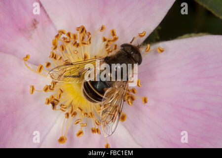 Minor drone fly, hoverfly, Kleine Bienen-Schwebfliege, Kleine Bienenschwebfliege, Eristalis arbustorum, Blütenbesuch Foto Stock