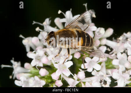 Minor drone fly, hoverfly, Kleine Bienen-Schwebfliege, Kleine Bienenschwebfliege, Eristalis arbustorum, Blütenbesuch Foto Stock