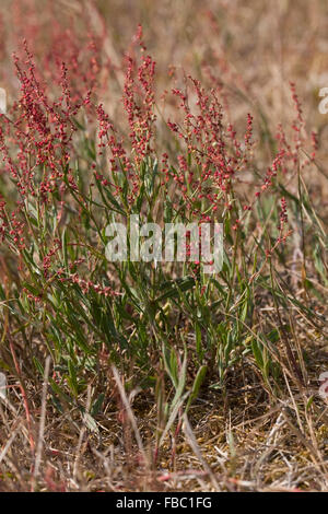 Pecore Sorrel di ovini sorrel, rosso sorrel, aspro erbaccia, Kleiner Sauerampfer, Zwerg-Sauerampfer, Kleiner Ampfer, Rumex acetosella Foto Stock