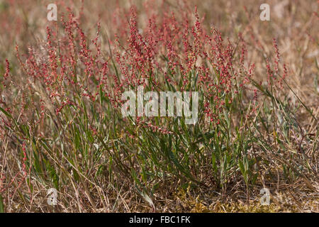 Pecore Sorrel di ovini sorrel, rosso sorrel, aspro erbaccia, Kleiner Sauerampfer, Zwerg-Sauerampfer, Kleiner Ampfer, Rumex acetosella Foto Stock