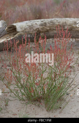 Pecore Sorrel di ovini sorrel, rosso sorrel, aspro erbaccia, Kleiner Sauerampfer, Zwerg-Sauerampfer, Kleiner Ampfer, Rumex acetosella Foto Stock