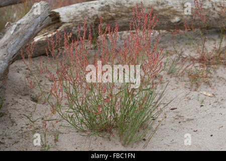 Pecore Sorrel di ovini sorrel, rosso sorrel, aspro erbaccia, Kleiner Sauerampfer, Zwerg-Sauerampfer, Kleiner Ampfer, Rumex acetosella Foto Stock