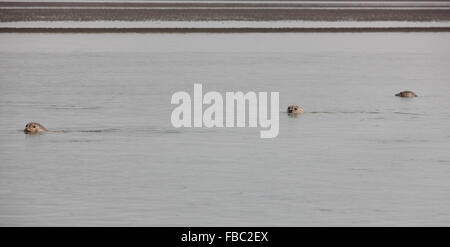 L'Islanda. Guarnizioni di tenuta a nuotare in un fiordo. Foto Stock