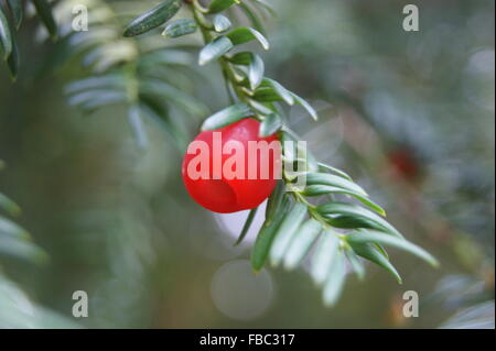 Yew Berry Tree - Close Up Foto Stock