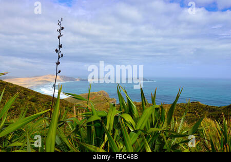 Punta Settentrionale della Nuova Zelanda vicino a Cape Reinga/Te Rerenga Wairua,della Northwestern la maggior parte punta della penisola Aupouri,Nuova Zelanda Foto Stock