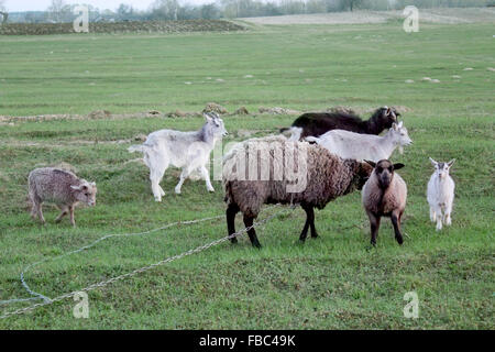 Pecore e capre pascolano sulla verde erba di pascolo Foto Stock