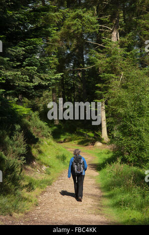 Tirebagger passeggiata nella foresta - vicino a Aberdeen, Scozia, Regno Unito. Foto Stock