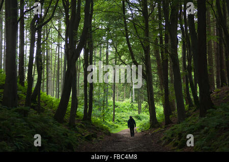 Tirebagger passeggiata nella foresta - vicino a Aberdeen, Scozia, Regno Unito. Foto Stock