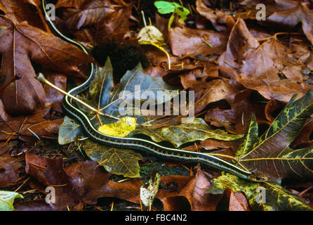 Foglie di autunno umido su terra con una giarrettiera serpente slithering su di essi. Foto Stock