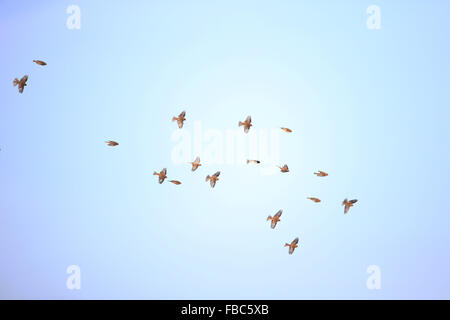 Twite (Carduelis flavirostris) Foto Stock