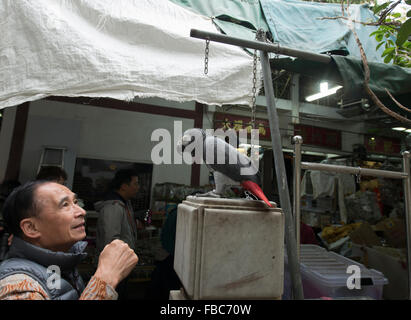 Scene di Yuen Po Bird Garden Mercato di Mongkok, Hong Kong Foto Stock