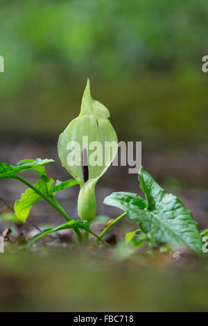 Il cuculo pinta; Arum maculatum Spadix; Cornovaglia; Regno Unito Foto Stock