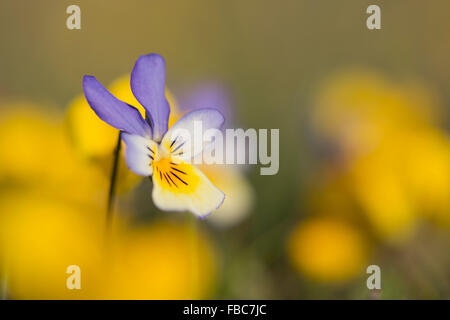 Dune Pansy; Viola tricolore ssp. curtissi fiore; Anglesey, Regno Unito Foto Stock