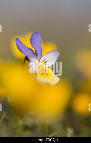 Dune Pansy; Viola tricolore ssp. curtisii fiore; Anglesey, Regno Unito Foto Stock