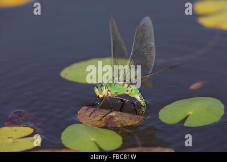 L'imperatore Dragonfly; Anax imperator femmina singolo Ovipositing Cornwall, Regno Unito Foto Stock