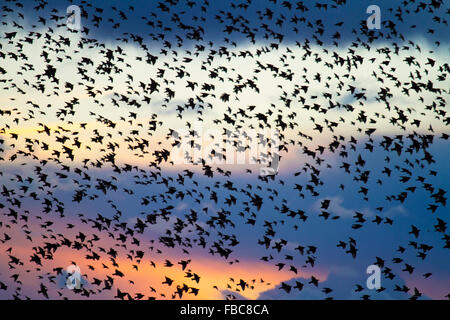 Stelle che volano nel cielo notturno, acrobazie aeree al crepuscolo a Blackpool. Flock volare animale Starling volo sciame uccello crepuscolo murmurazione Blackpool molo Roost uccelli volare stellings stellanti mormormorio nel Regno Unito Foto Stock