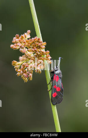 Cinque Spot Burnett Moth; Zygaena trifolii singolo su stelo; Cornovaglia; Regno Unito Foto Stock