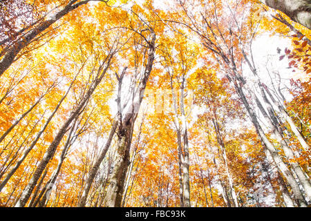 Autunno dorato del bosco di faggio con colorati di foglie essiccate Foto Stock