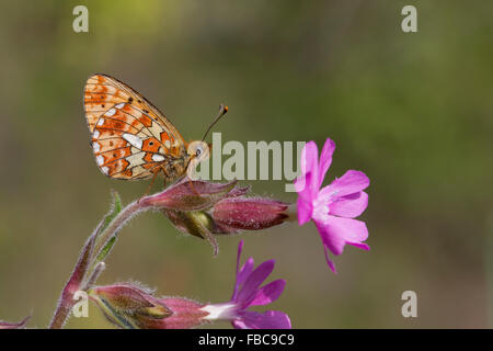 Pearl confina Fritillary Butterfly Clossiana euphrosyne; singolo su Campion Cornwall, Regno Unito Foto Stock