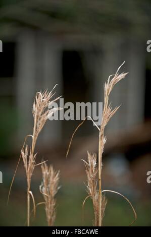 Ci sono molti diversi tipi di erba e tutti possono guardare bello nella giusta luce! Foto Stock