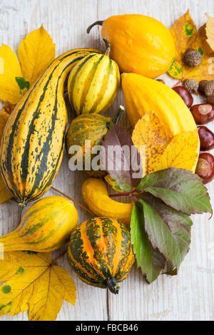 Autunno zucche assortimento con foglie di autunno, castagne e ghiande Foto Stock