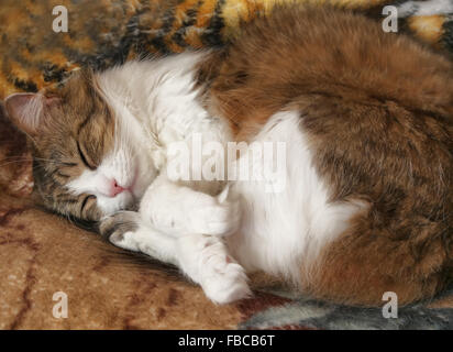 Simpatico gatto pelo, soffici adorabili Pet avente un pisolino Foto Stock