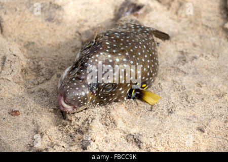 Le faraone puffer o golden puffer - Arothron meleagris Foto Stock