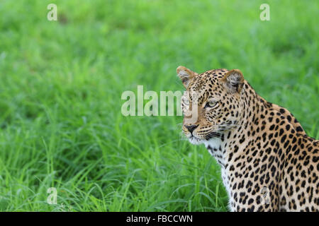 Ritratto di un Leopardess in verde Foto Stock